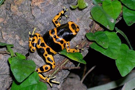 16 Beautiful but Deadly Poisonous Frogs | Poison dart frogs, Dart frog, Frog