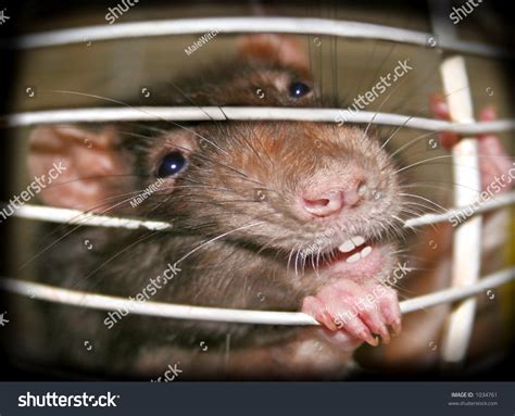 Rat Cage Stock Photo 1034761 - Shutterstock