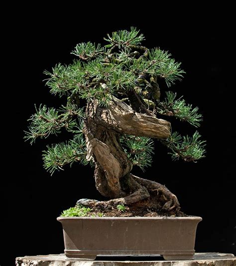 Walter Pall Bonsai Adventures: Mugo pine #42