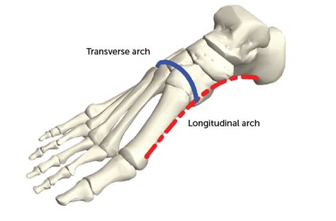 Evolving an arch across the foot’s width helped hominids walk upright