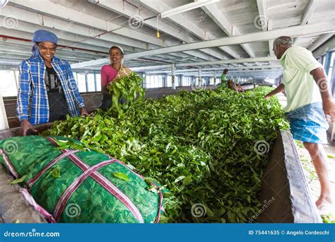 Tea Factory. Workers at Work Editorial Image - Image of activity, architecture: 75441635