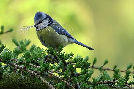 Royalty-Free photo: Selective focus photography of bird | PickPik