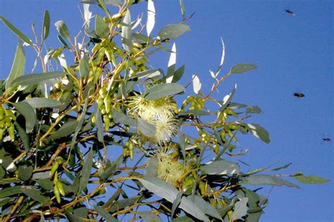 PlantFiles Pictures: Eucalyptus Species, Mallee Tree (Eucalyptus ...