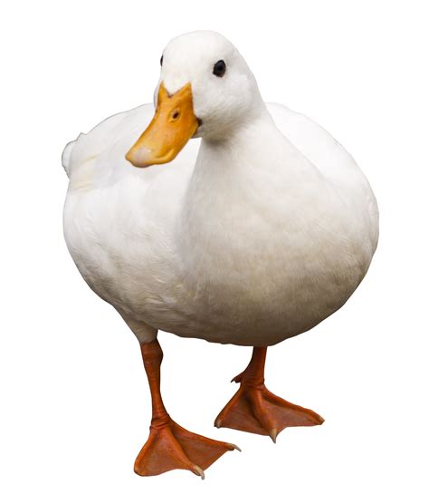 Duck HD PNG Transparent Duck HD.PNG Images. | PlusPNG