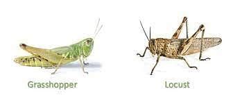 Grasshopper Life Cycle: Introduction, Locusts and Grasshopper