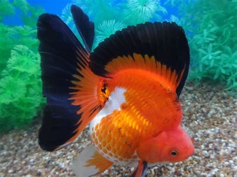 Lot# 10315 Tri-color Ryukin with Buttefly Tail | Ryukin goldfish, Pet fish, Goldfish tank