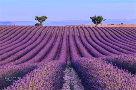 Lavender field in the summer-France - Lavender field summer sunset ...