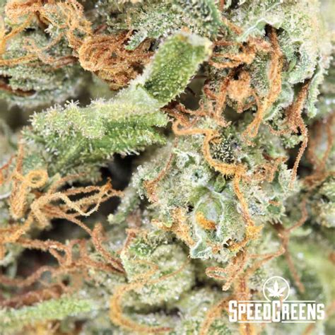 Pink Gas Strain AA | Powerfully Potent | Speed Greens