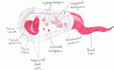 Scientific Principles - Artificial Blood