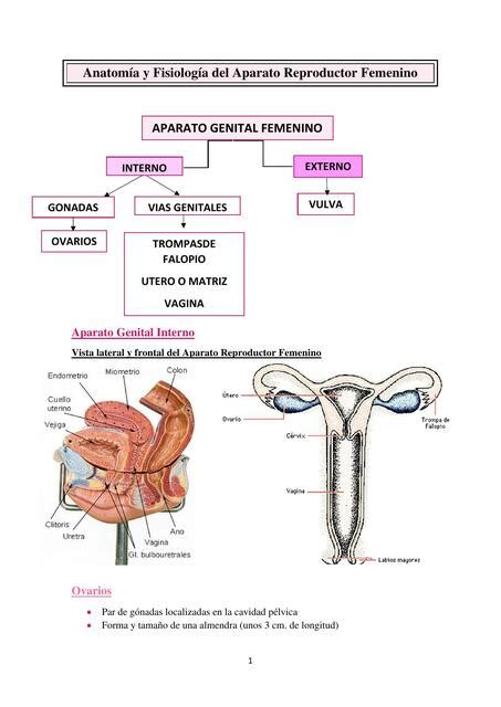 Anatomia Y Fisiologia Aparato Reproductor Femenino