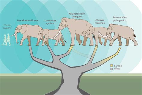 African Elephant Family