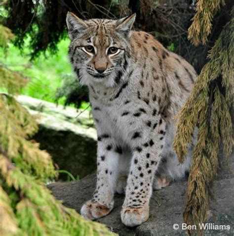 Eurasian Lynx - International Society for Endangered Cats (ISEC) Canada