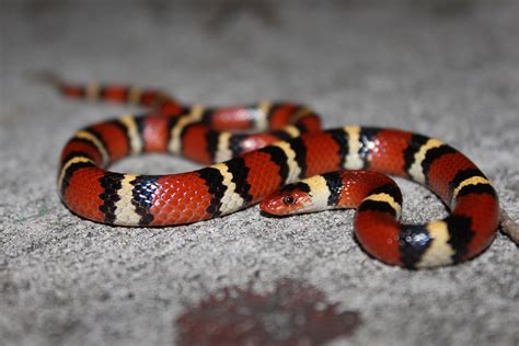 Scarlet Kingsnake Florida Snake Id Guide | My XXX Hot Girl