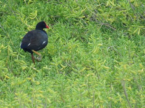 Bird & Travel Photos, Birding Sites, Bird Information: HAWAIIAN GALLINULE, SUBSPECIES OF COMMON ...