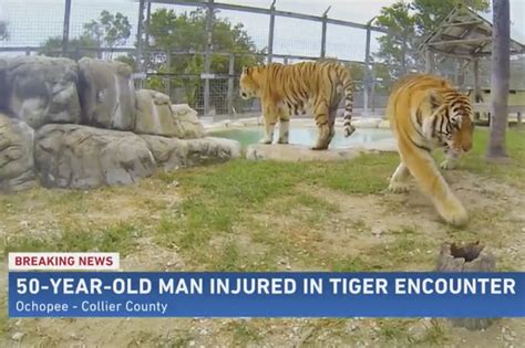 Florida animal sanctuary worker attacked by tiger