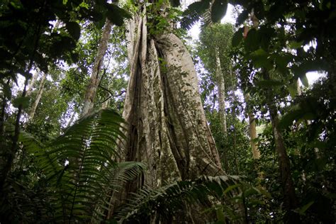 Día Internacional de Bosques Tropicales: Perú es cuarto en el mundo en superficie boscosa ...