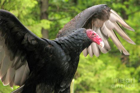 Scary turkey Photograph by Frank Townsley - Pixels