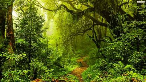 Clean India green Vrindavan | Forest wallpaper, Nature, Mystical forest