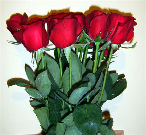 A dozen roses Free Photo Download | FreeImages