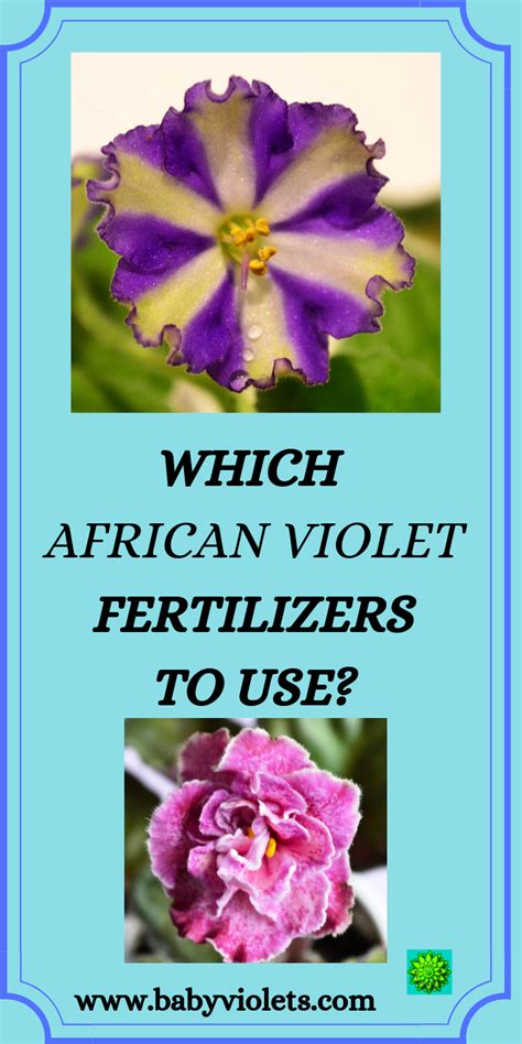 Fertilizer for African Violet Plants - Baby Violets | African violets plants, African violets ...