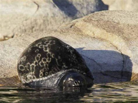 Lake Saimaa & the Saimaa Ringed Seal in Finland - Nature Travels Blog