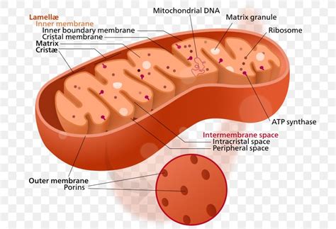 Mitochondrion Cytoplasm Cell Organelle Mitochondrial DNA, PNG ...