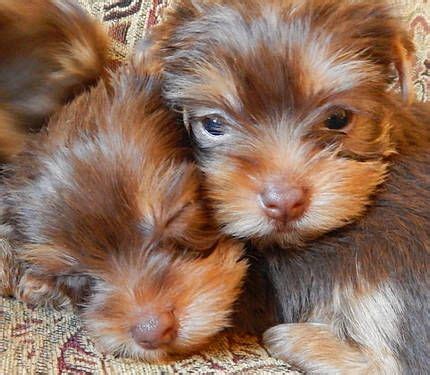 Chocolate Teacup Yorkie Pups born 7-28-2013 Cute Puppies, Dogs And Puppies, Pet Dogs, Dog Cat ...