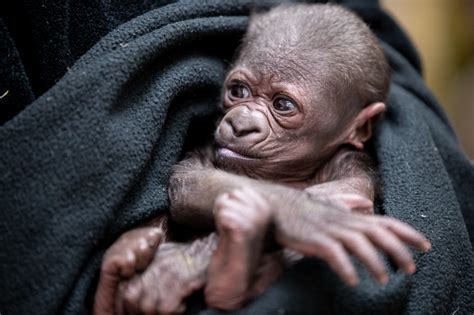 Hello little one! Western lowland gorilla, Nadiri, gives birth to ...