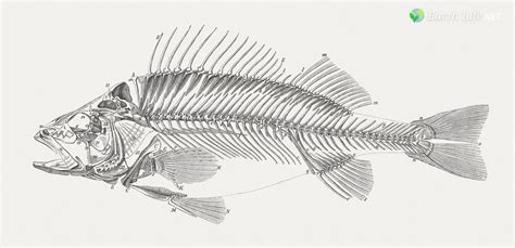 Fish Skeleton: The Evolution Of These Bony Structures | Earth Life