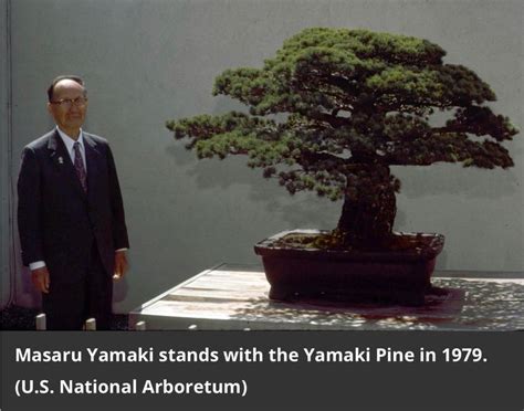 Yamaki Bonsai Pine | Bonsai tree, Bonsai, Japanese bonsai tree