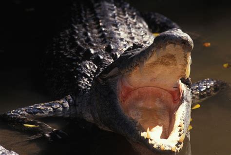 ADW: Crocodylus porosus: INFORMATION