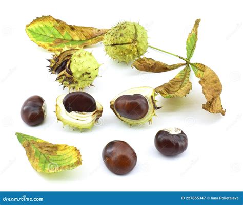 Horse Chestnut. Aesculus Hippocastanum. Fruits, Seeds and Dry Leaves of ...