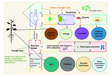 | Effects of drought stress (DS) on various stages of plant growth and ...