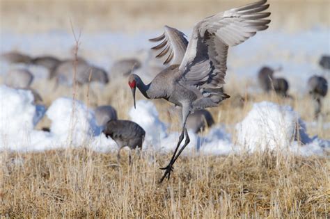 Sandhill Crane Migration in Colorado 2024 - Rove.me