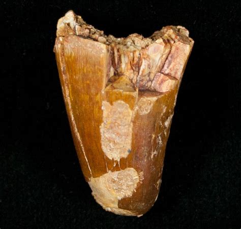 Cretaceous Fossil Crocodile Tooth - Morocco (#6972) For Sale ...