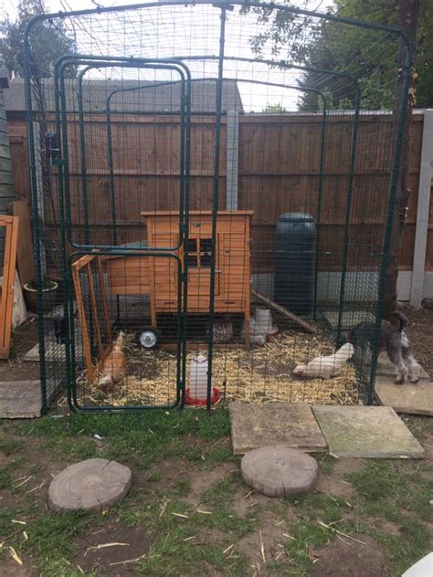 Walk in Chicken Run | Large Outdoor Chicken Enclosure