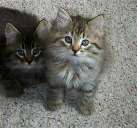 American BOBTAIL KITTENS for Sale in Sarasota, Florida Classified ...