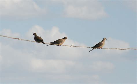 Texas dove hunting season to run 90 days in 2016