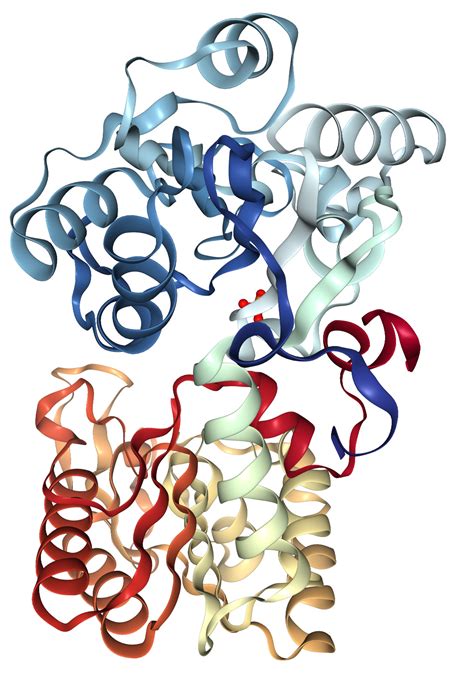 PGK1 Protein Overview | Sino Biological