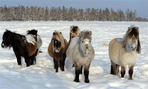 Yakutian horse Horse Lead, Pony, Tiny Horses, Winter Survival, Space ...