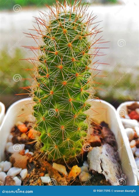 A cactus is a Kind of Plant. they are Xerophytes Stock Image - Image of ...