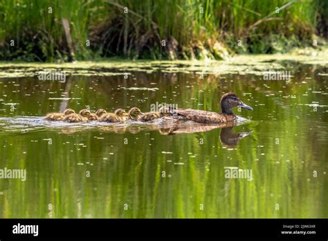 A Cinnamon Teal Mom with six of her ducklings, swimming in a Wetland ...