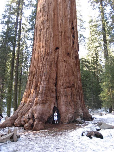 The Largest Living Tree: The General Sherman Giant Sequoia — The Living Urn