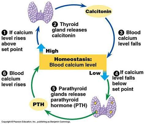 Pictures Of Calcitonin