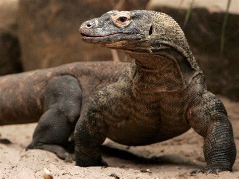 Komodo Dragon | The Biggest Animals Kingdom