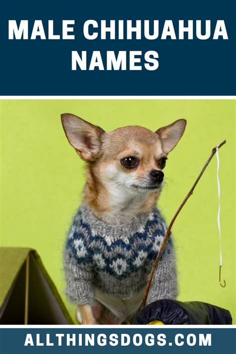 a small dog wearing a sweater and holding a fishing pole in its mouth with the caption, male ...