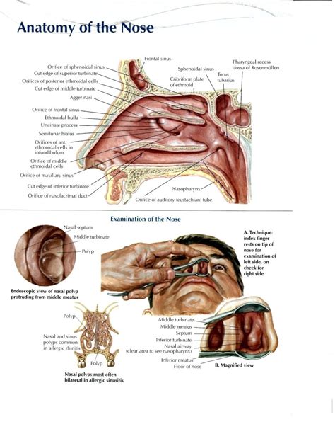 Anatomy And Physiology Of Ear, Nose And Throat – Pharmahelp