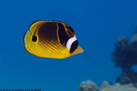 Raccoon Butterflyfish 3