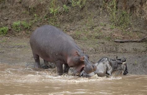 Dangerous Animal Attacks: hippo attacks