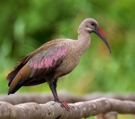 Hadada veya Hadeda Ibis ( Bostrychia hagedash ) | South african birds ...